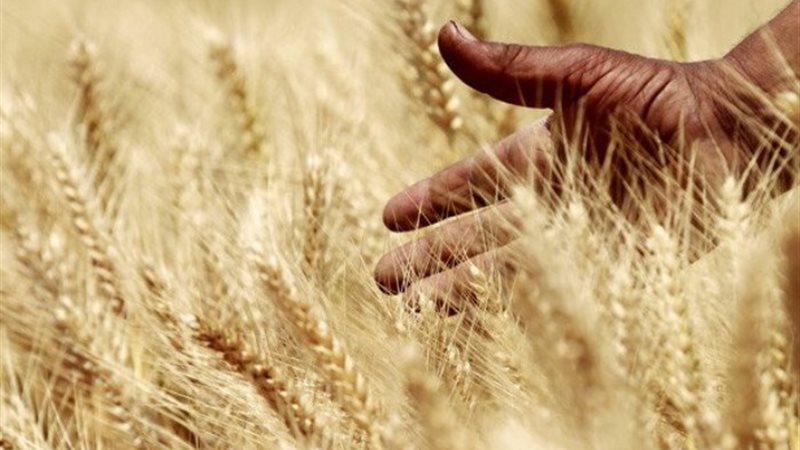 قمح - أرشيفية