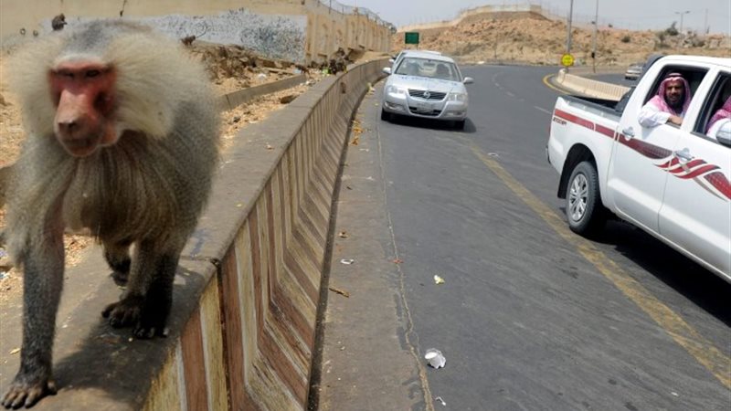 قردة البابون في السعودية