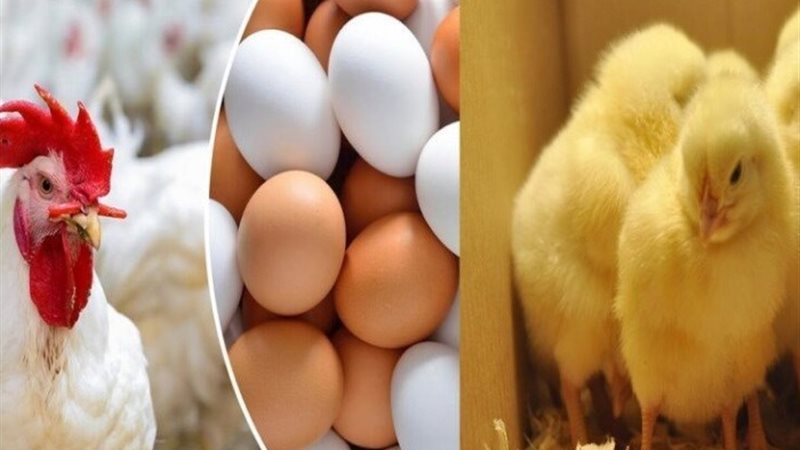 أسعار الدواجن اليوم