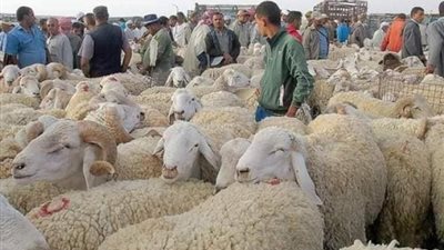 «الأطباء البيطريين» تحذر من بعض طرق الغش أثناء شراء الأضاحي