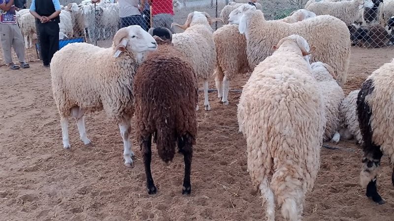 الأضحية - أرشيفية