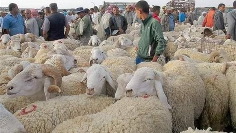 الأضحية - أرشيفية