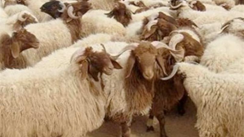 الأضاحي - أرشيفية