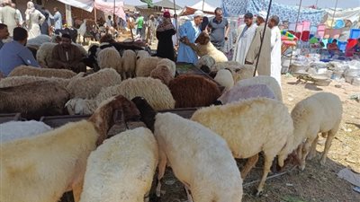 قبل عيد الأضحى، وزارة الزراعة تحذر من 5 أمراض تصيب الماشية