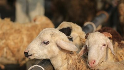 هل يجوز توزيع لحوم الأضحية بعد العيد؟، المفتي يوضح الحكم الشرعي