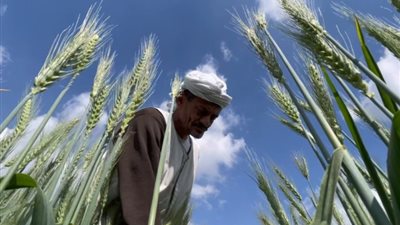 حتى الآن، «المالية» تتيح 44 مليار جنيه لتمويل شراء القمح من المزارعين