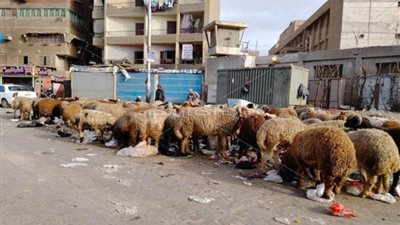 قبل الميقات، أهم فتاوى الأضحية: لا تعطي الجزار أجرته منها ولا تقرب «الجلالة» واحذر المولود