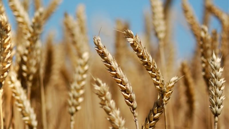 قمح - أرشيفية