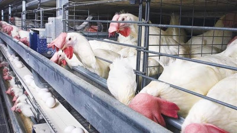 أسعار الدواجن اليوم