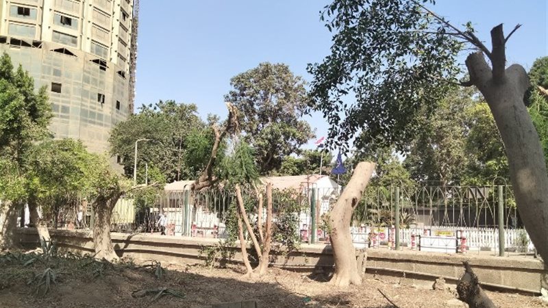 حملة قطع الأشجار - أرشيفية