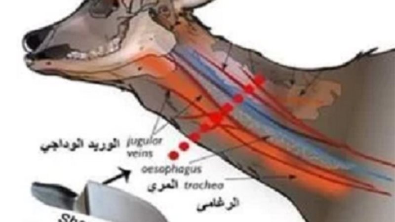 موضع الذبح الحلال