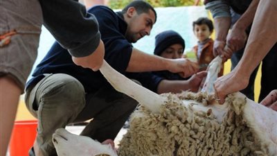بسبب الأضحية، إصابة 16 ألف شخص في أول أيام العيد بتركيا