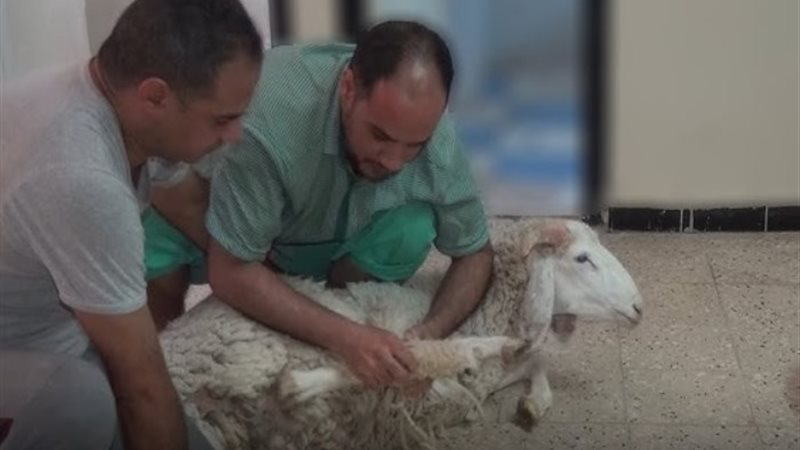 الأضحية - أرشيفية
