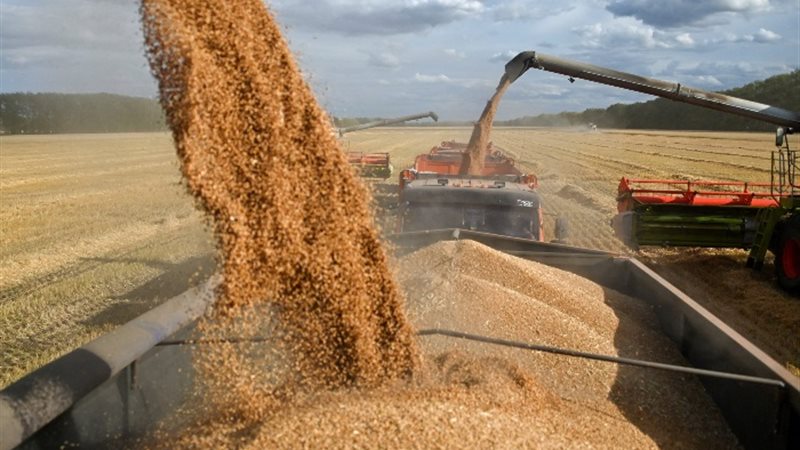 القمح