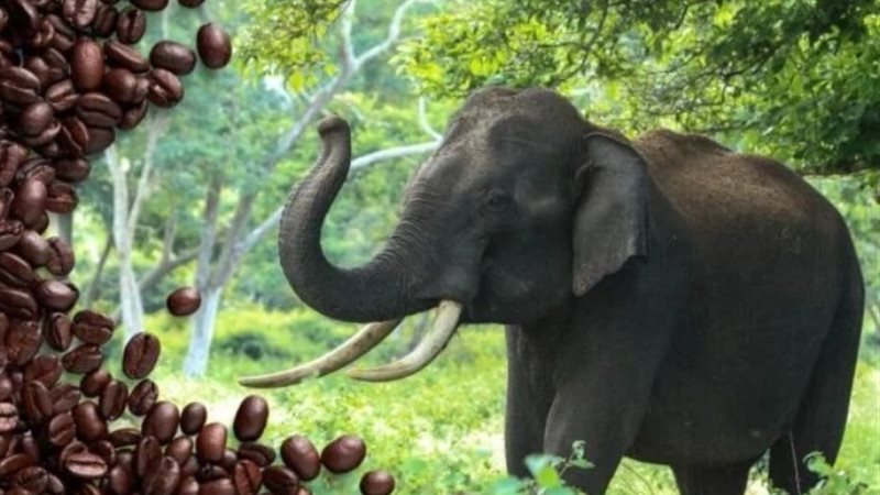 قهوة براز الفيلة