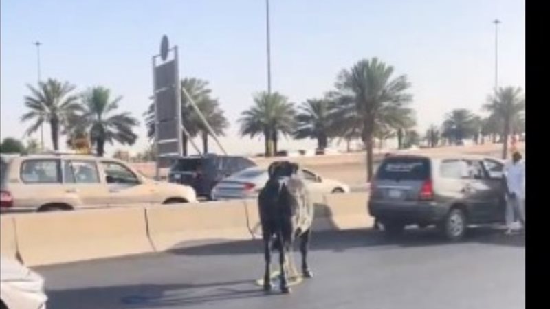 هروب ثور في الرياض