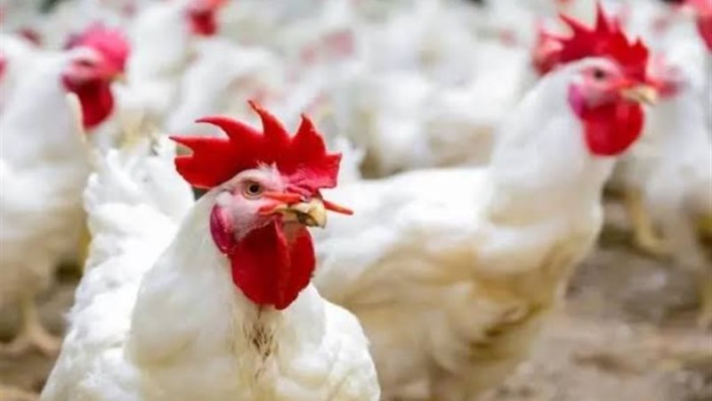 أسعار الدواجن اليوم الأحد