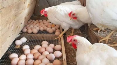 «بشاير الشهر الجديد»، تراجع أسعار الدواجن اليوم الإثنين 1 يوليو