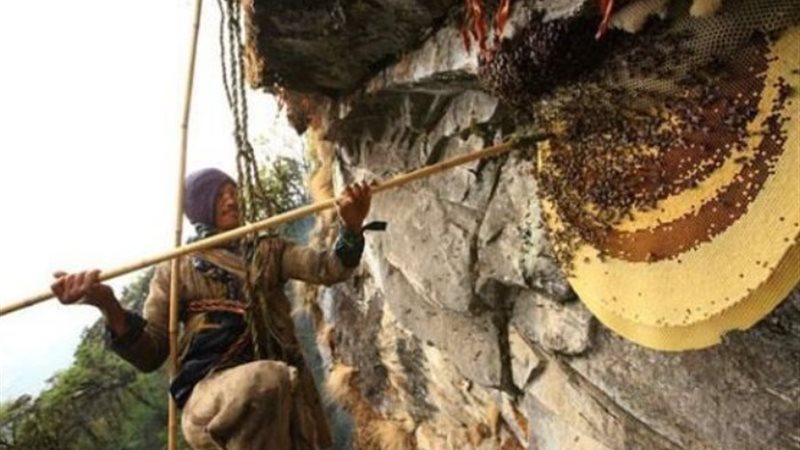 عسل الهيمالايا أخطر عسل في العالم